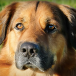 Miniature Schnauzer Puppies $400 Texas: Affordable Puppies in the Lone Star State